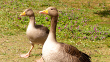 Cheerful Geese On A Wander