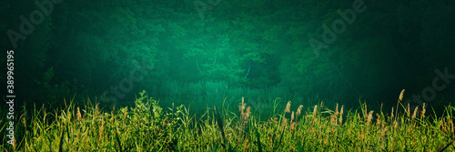 Fotomural Lakeshore panorama with bulrushes, reeds, sedge