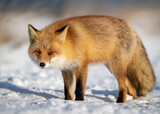 Fototapeta Zwierzęta - Ezo Fox