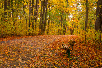 single park bench by the nature trail with peak fall foliage in autumn time