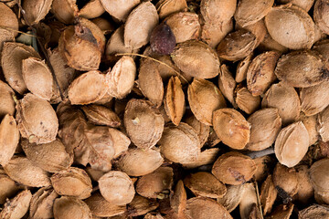 Dry apricot kernels close up background