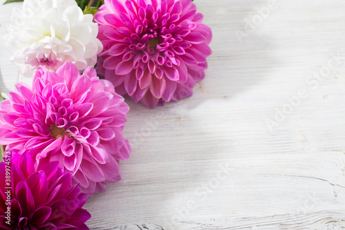 Cuadros en Lienzo Purple autumn dahlias is on the white background