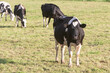 © oceane2508 - Holstein cows grazing in a field in Brittany