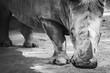 Rhinocéros en noir et blanc, tête tournée vers l'observateur