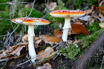 two fly agaric on the forest floor