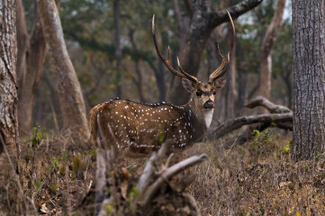 Poster - Closeup of Chital in Mudumalai National Park in India