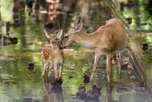 Mom And Baby Deer In The Swamp