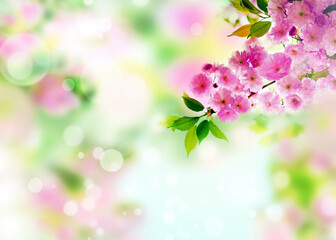 Wall Mural - Cherry blossoms over nature background. Spring flowers. Spring background with bokeh.