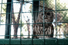 Owl Sleeping During Day With One Eye Closed. Wild Animal Held Captive, Peeking At Tourists In A Zoo From Behind Metal Bars. Sleeping Owl Sitting In A Cage In Captivity. Wildlife Kept For Tourist Fun.