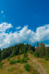 Wall Mural - summer mountain forest landscape nature photography vertical picture in clear weather June day
