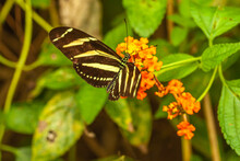 Beautiful Butterflies And Flowers From Costa Rica