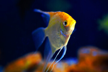Angelfish in deep water . Illuminated aquarium fish 