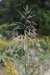 Canvas Print - Common reed / Poaceae perennial grass