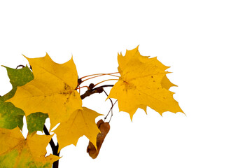 Wall Mural - Autumn branch with yellow maple leaves isolated on a white background.