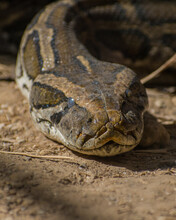 Close Up Of A Head Of A Python Snake In The Sand