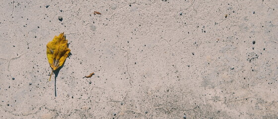 single yellow autumn leaf on the ground with wide negative space