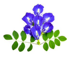 Sticker - Butterfly pea flower on white background , Clitoria ternatea. Top view