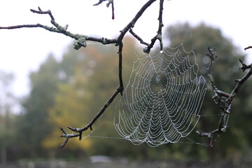 Spider web between thin tree branches covered in morning dew