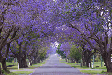 purple jacaranda tunnel in grafton australia.