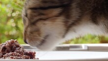 Hungry Cat Eating Its Favourite Food.