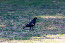 Crow Walking On The Grass In Park
