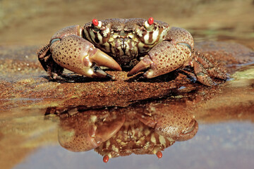 Wall Mural - Red-eyed xanthid crab on rocks