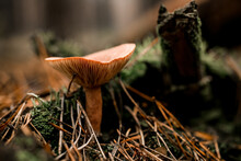 Close-up Of Russula Mushroom Grows In Coniferous Forest Among Green Moss And Dry Pine Needles