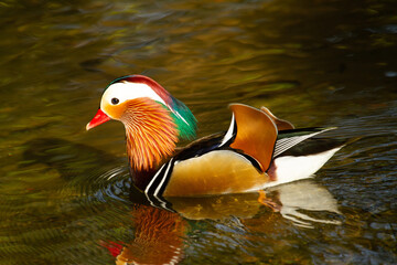 Closeup shot of a mandarin duck floating into a lake