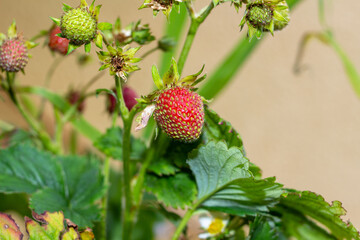 Wilde Erdbeeren am Strauch natur