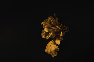 Golden oak leaves on a black background, macro photo, concept.