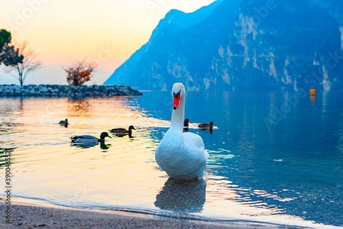 Cuadros en Lienzo swans and ducks on lake Garda against of a picturesque sunset and mountains