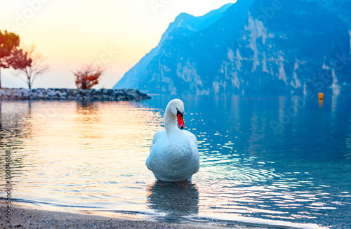 Fotomural swans and ducks on lake Garda against of a picturesque sunset and mountains