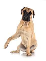 Canvas Print - young bullmastiff in studio