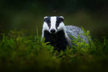 badger in the green forest. cute mammal in environment, rainy day, germany, europe. wild badger, mel