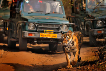 Wall Mural - safari in india. indian tiger with cars, wild animal in the nature habitat, ranthambore np, india. b