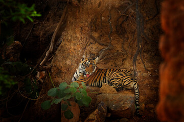 Wall Mural - indian tiger, wild animal in the nature habitat, ranthambore np, india. big cat, endangered animal. 