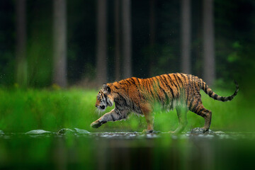Wall Mural - tiger walking in lake water. dangerous animal, tajga, china in asia animal in green forest stream. g
