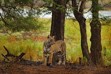 Wall Mural - indian tiger, wild animal in the nature habitat, ranthambore np, india. big cat, endangered animal. 