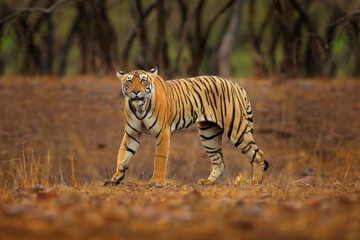 Wall Mural - indian tiger, wild animal in the nature habitat, ranthambore np, india. big cat, endangered animal. 