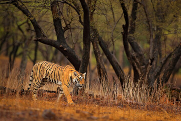 Wall Mural - indian tiger, wild animal in the nature habitat, ranthambore np, india. big cat, endangered animal. 