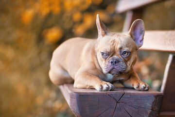 Wall Mural - Red fawn French Bulldog dog lying down on bench surrounded by seasonal orange autumn forest