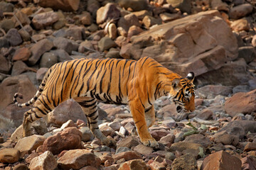Wall Mural - indian tiger, wild animal in the nature habitat, ranthambore np, india. big cat, endangered animal. 