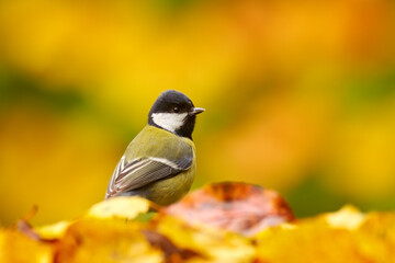 Wall Mural - Autumn wildlife. Great Tit, Parus major, black and yellow songbird sitting on the orange yellow autumn tree leaves with beautiful morning light.