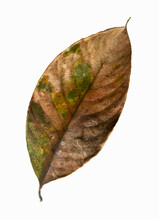 Autumn Dried Leaf, Sear Brown Foliage, Macro View On Texture Wilted Autumn Leaves Isolated On White Background With Clipping Path
