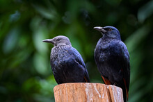 Chestnut-winged Starling, Onychognathus Fulgidus, Bird Pair In The Nature Habitat, Male And Female. Wild Starlings From Cameroon And Angola In Africa. Wildlife Nature.