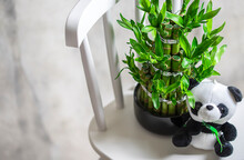 Plush Toy Panda, Green Bamboo Plant In A Pot On A White Chair. Small Plants In A Vase To Decorate The House And Office Building.