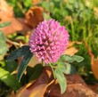 pink clover close-up on a sunny autumn day