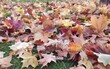 fallen maple leaves on the grass on a sunny day