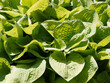 Hosta ou lys plantain, plante ornementale aux grandes feuilles élégantes, ovales, ondulées, pointues fortement nervurées de couleur bleu-vert et jaune-vert