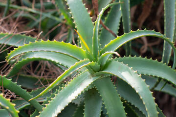 Wall Mural - Aloe Vera growing in farm garden